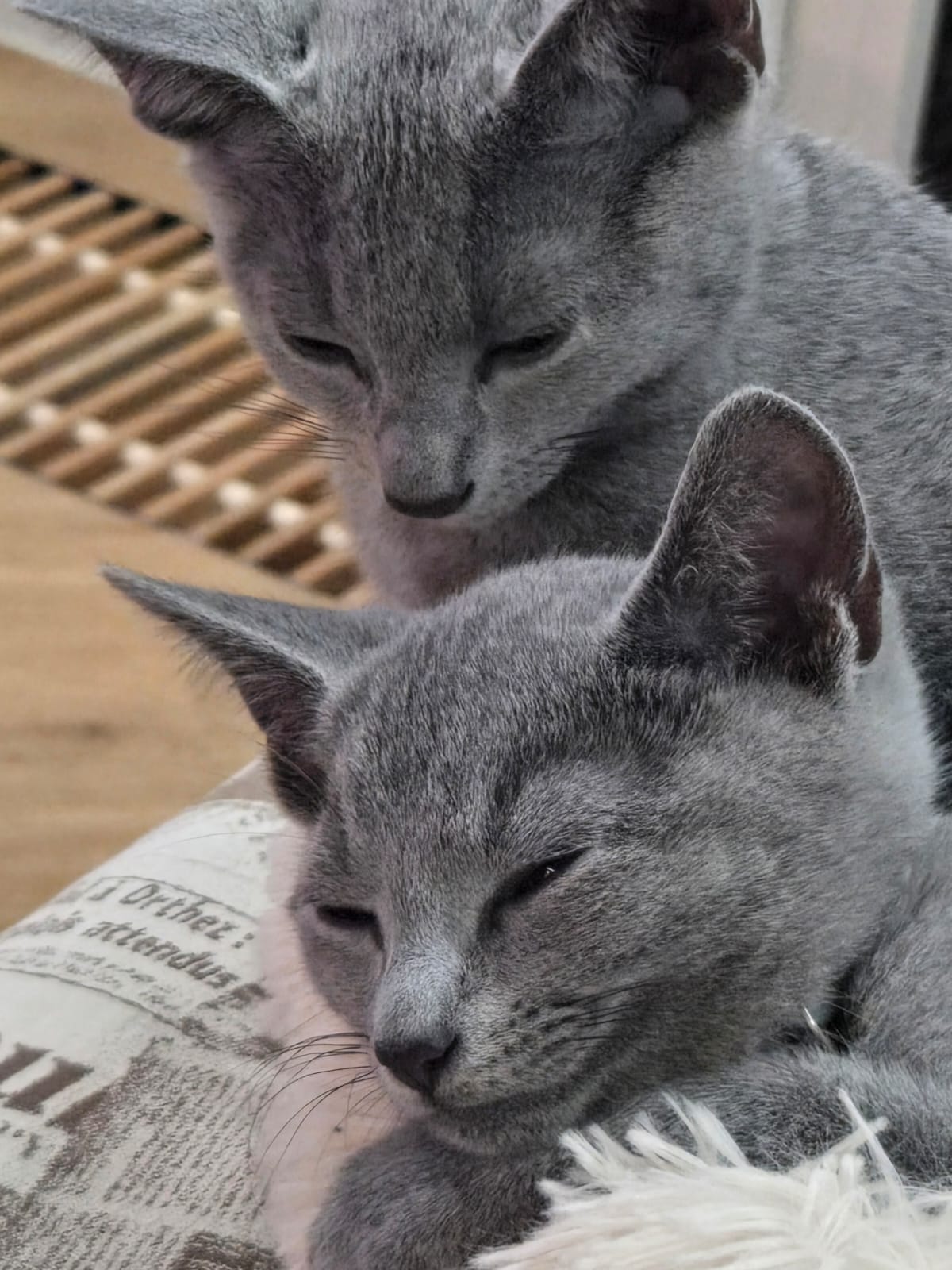 IMG-20251024-WA0008 (1)