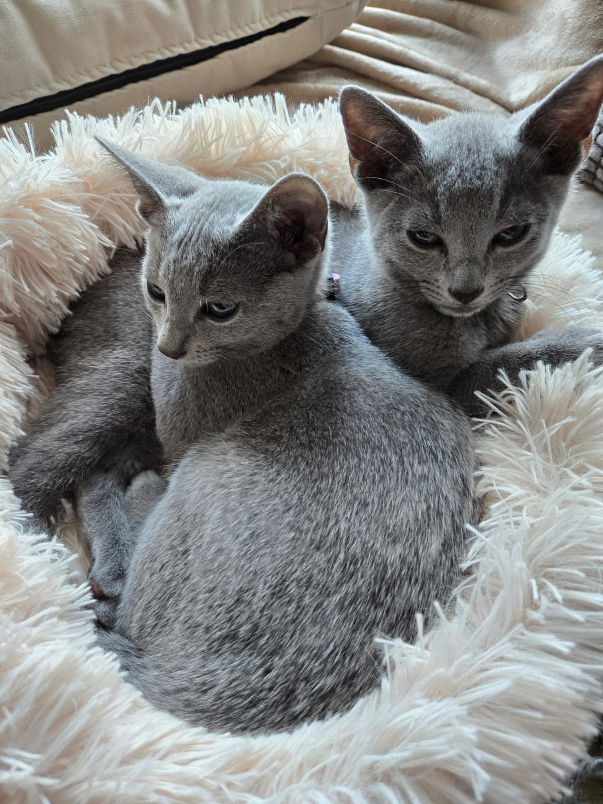 IMG-20251024-WA0004 (1)