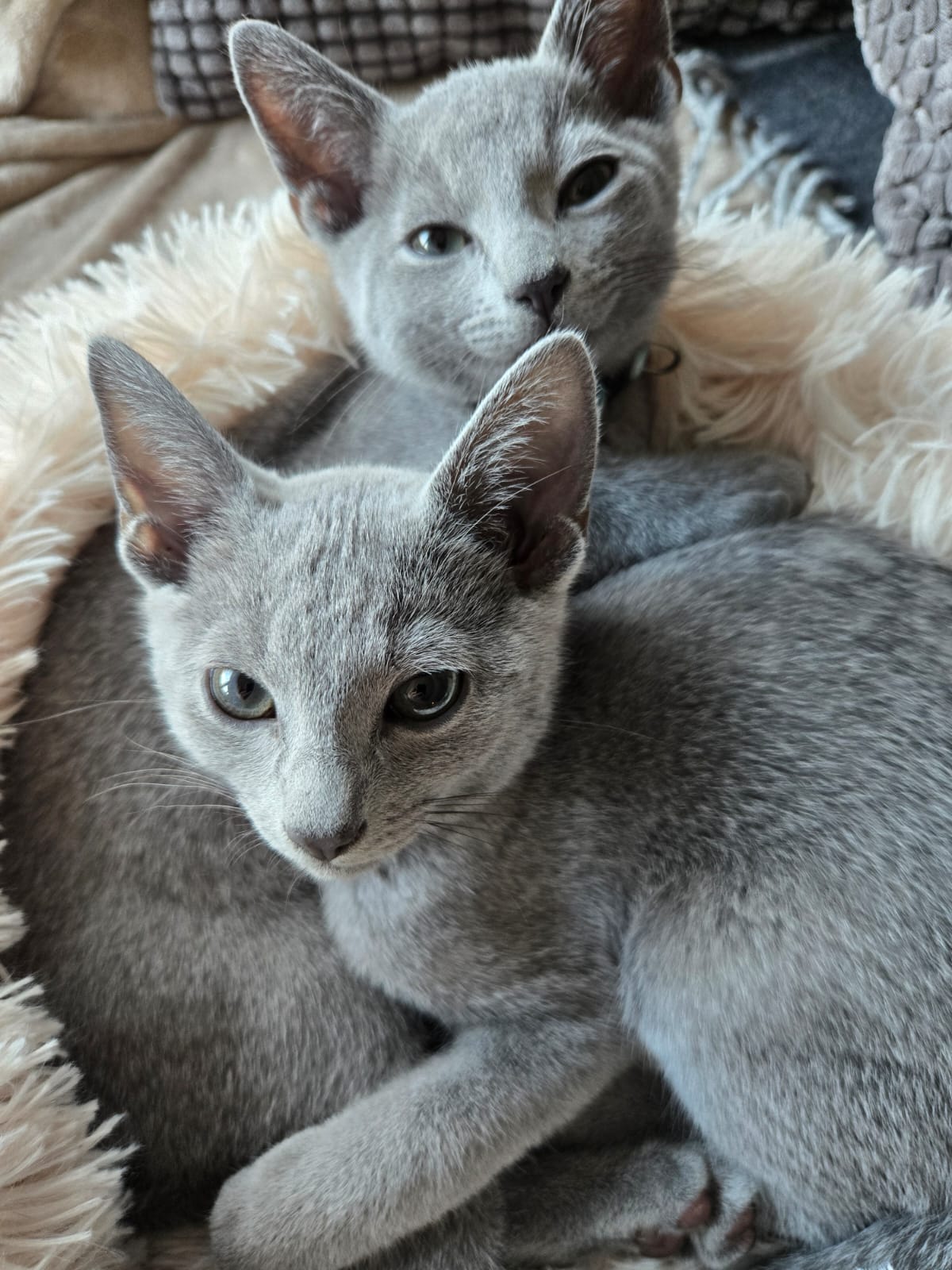 IMG-20251024-WA0005 (1)