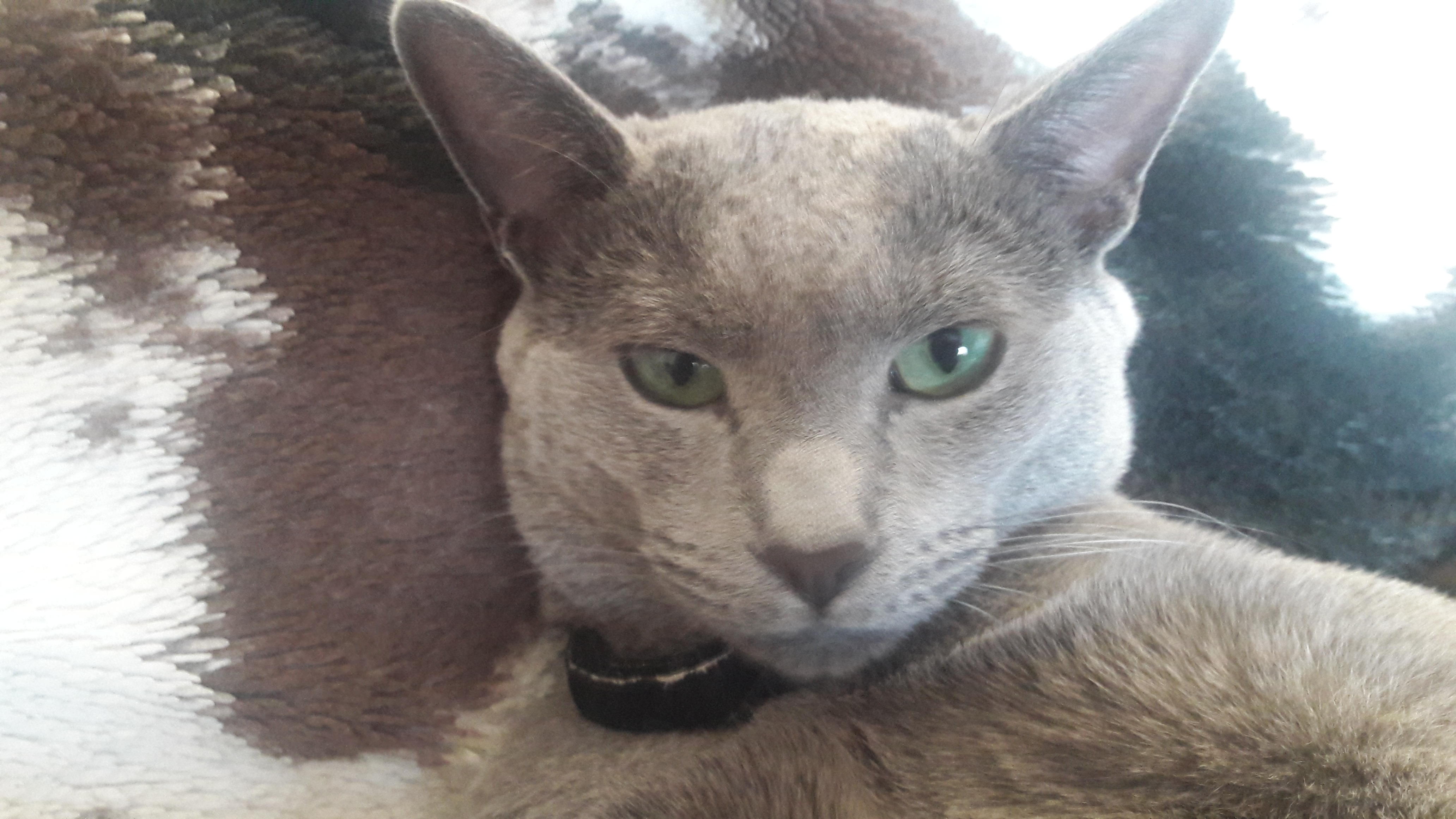 Cesar 5