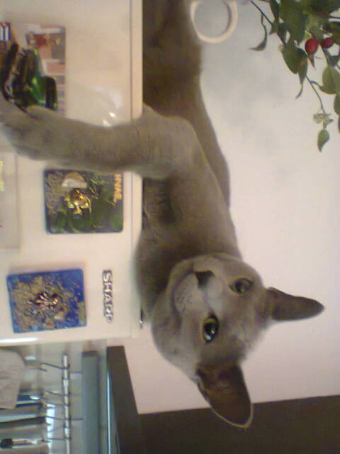 Cesar 9
