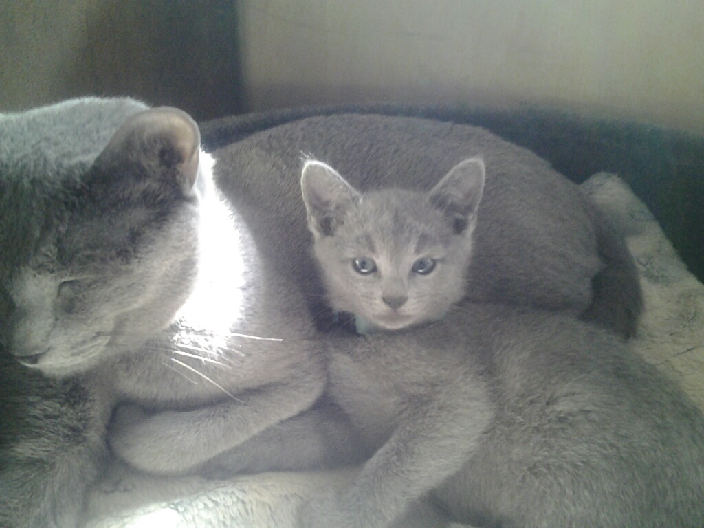 Hakim 3