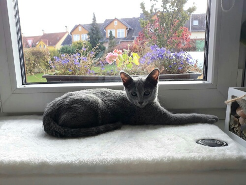 Cherie 1