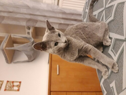 Cherie 2