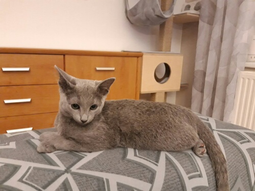 Cherie 3