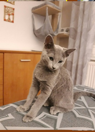 Cherie 5