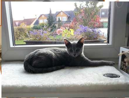 Cherie 6