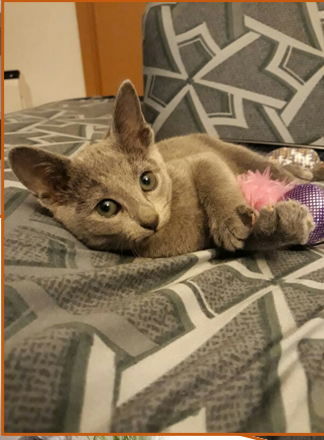 Cherie 7