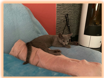 iz4