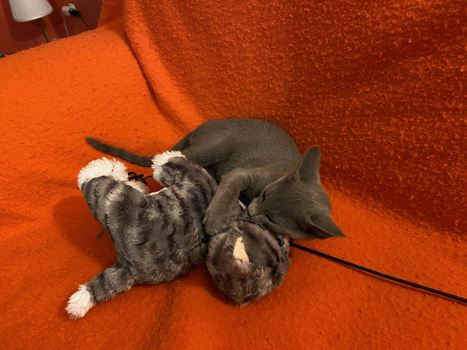 iz8