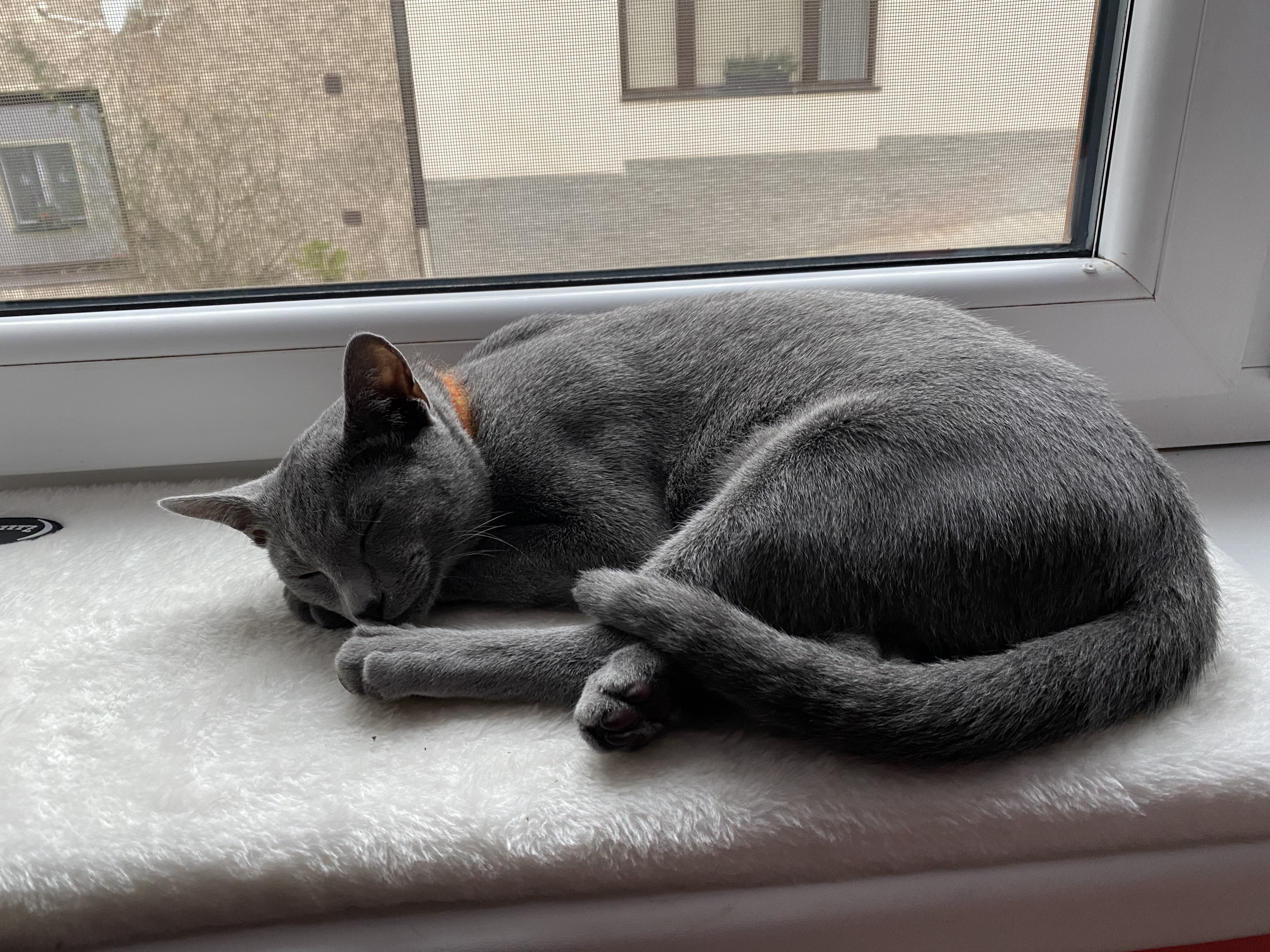 izzy