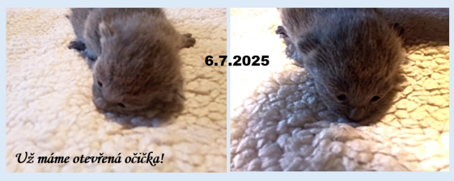 snimek-obrazovky-2025-07-06-083254.png