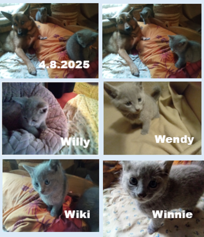 snimek-obrazovky-2025-08-05-080729.png