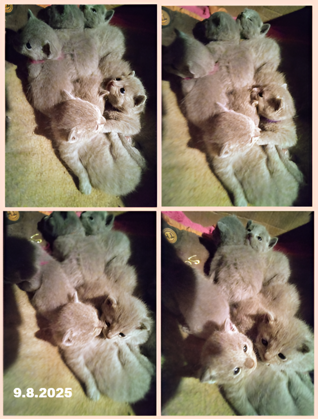 imageedit_1_8865023844.png
